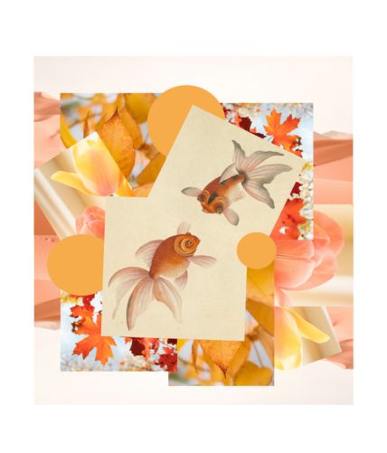 Collage duo poissons rouges